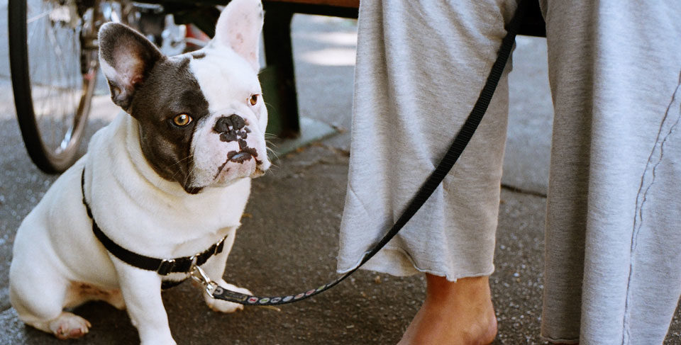 Introducing your French Bulldog to a leash