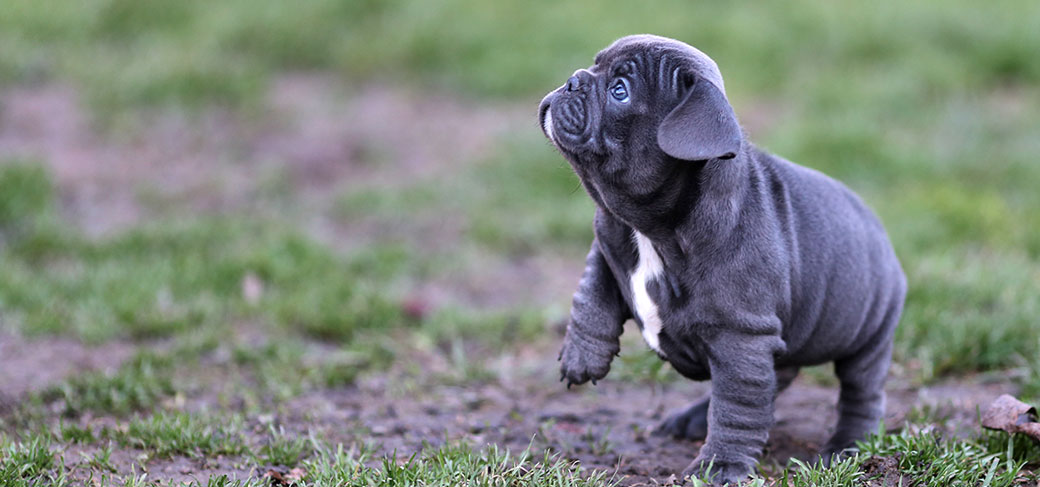 french bulldog yelling