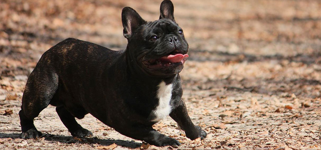 20 Basic Breeding Principles