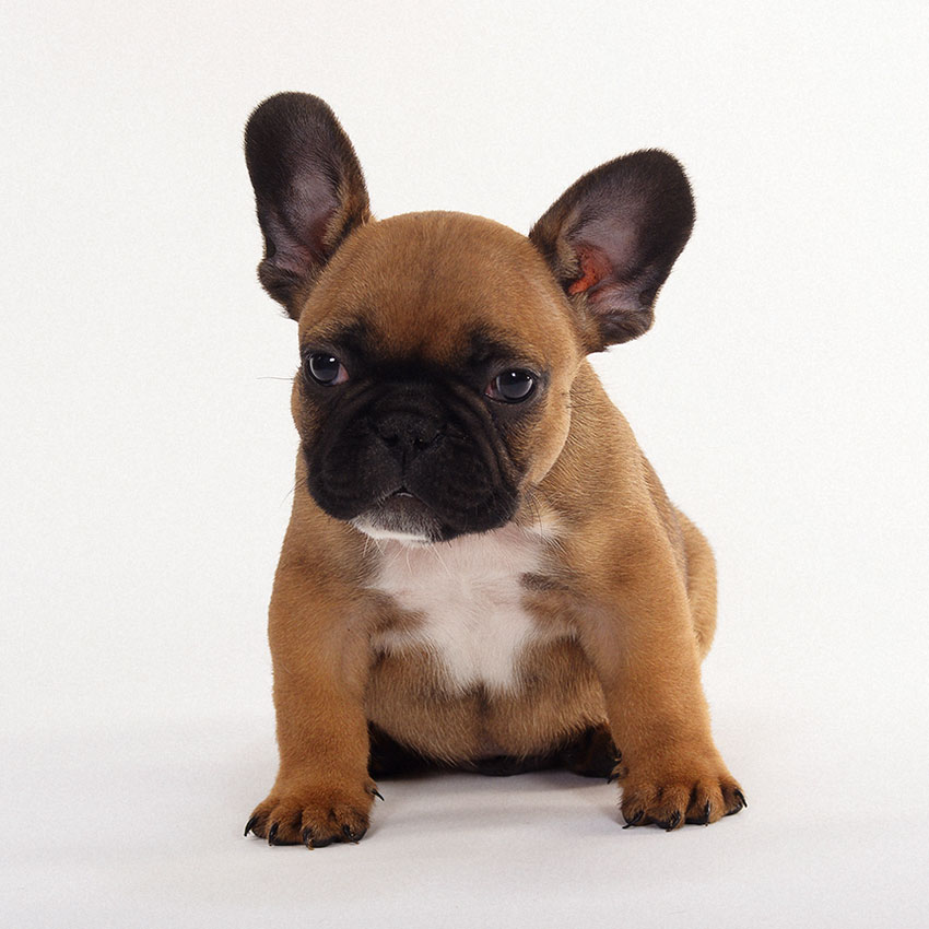 Alfa du Fleur De Vanille 1