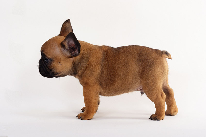 Alfa du Fleur De Vanille 2 