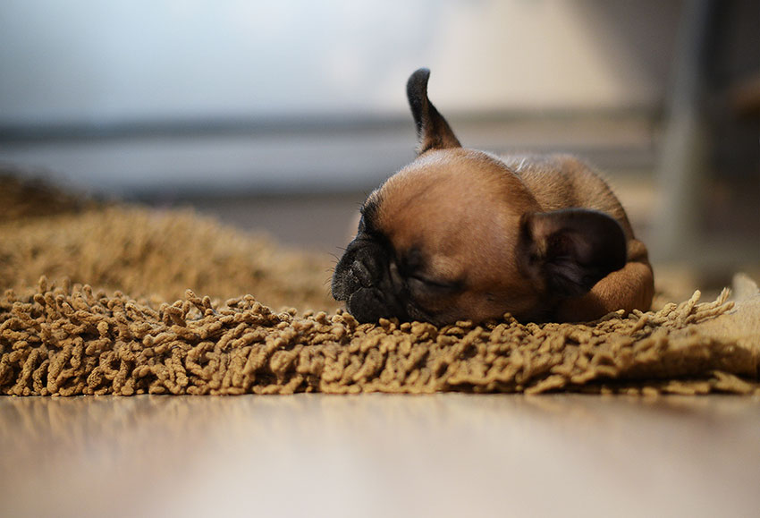 Alfa du Fleur De Vanille 3