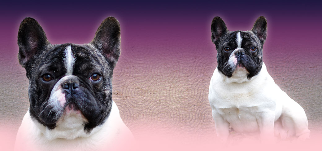 Amor du Fleur De Vanille