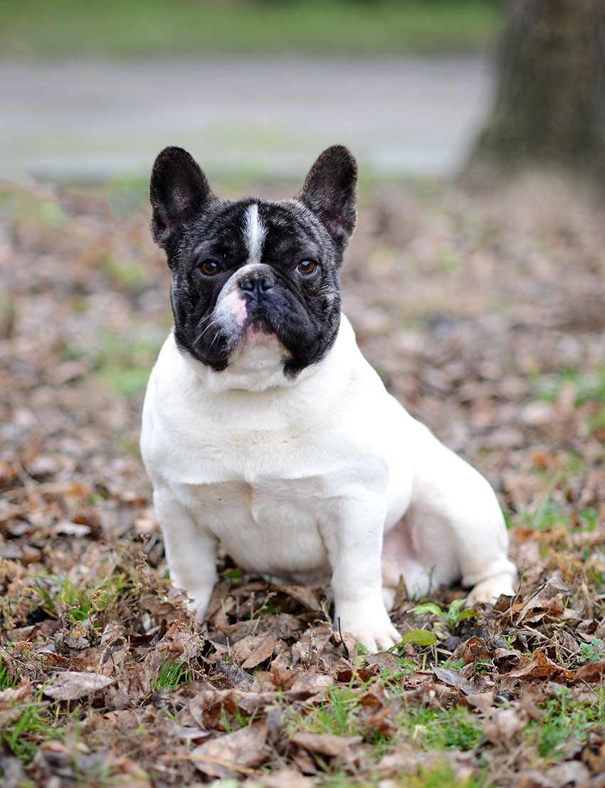 Amor du Fleur De Vanille 1