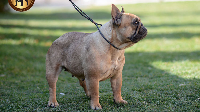 best leash for french bulldog