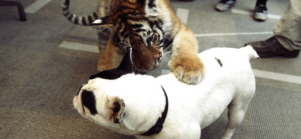 tiger frenchie