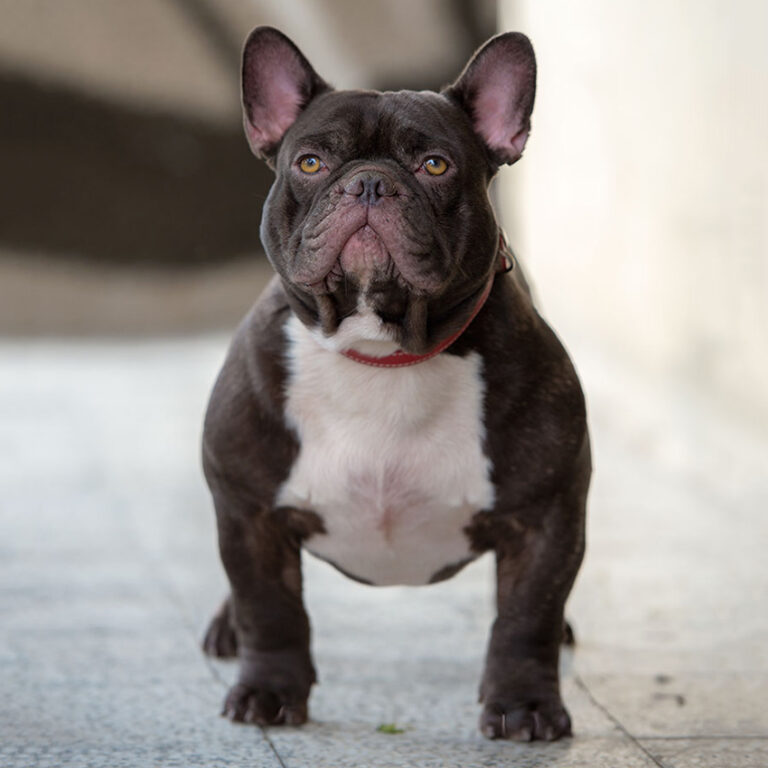 Top 12 Collars For French Bulldogs in 2020 - French Bulldog Breed
