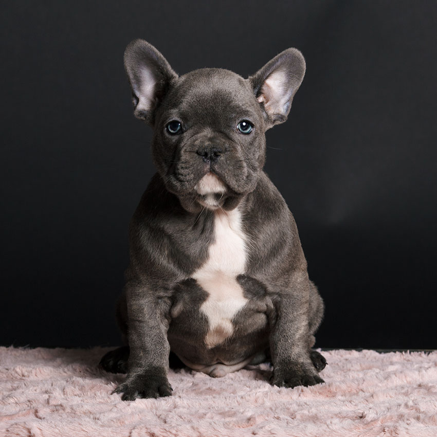 how much is a french bulldog in new york? 2
