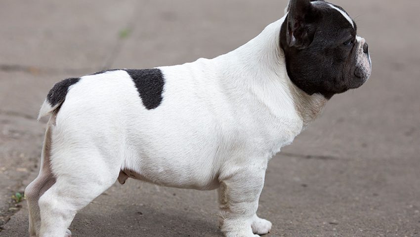French Bulldog Tail: Is It Cropped or 