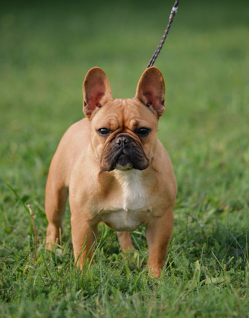 Checkmate du Fleur De Vanille 2