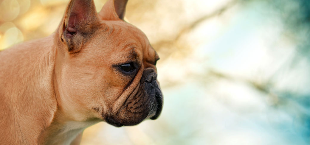 Checkmate du Fleur De Vanille