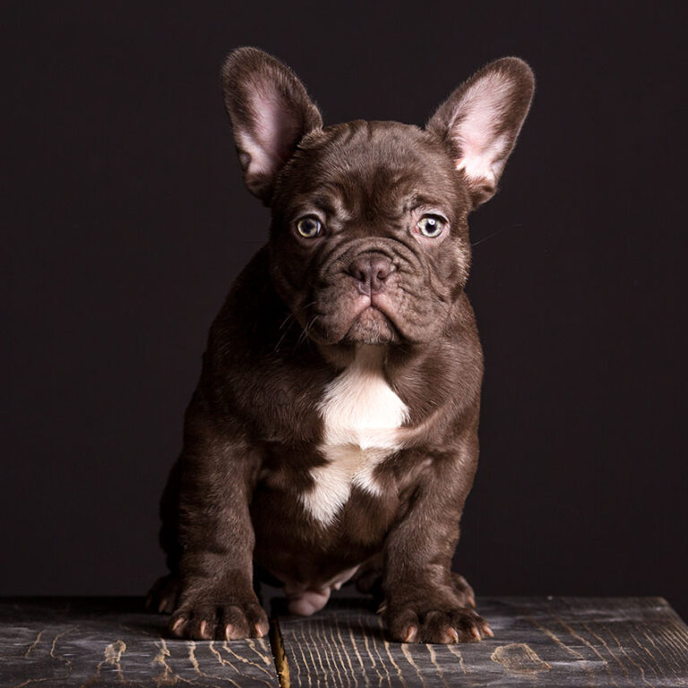 What Are The Most Popular Rare French Bulldog Colors?
