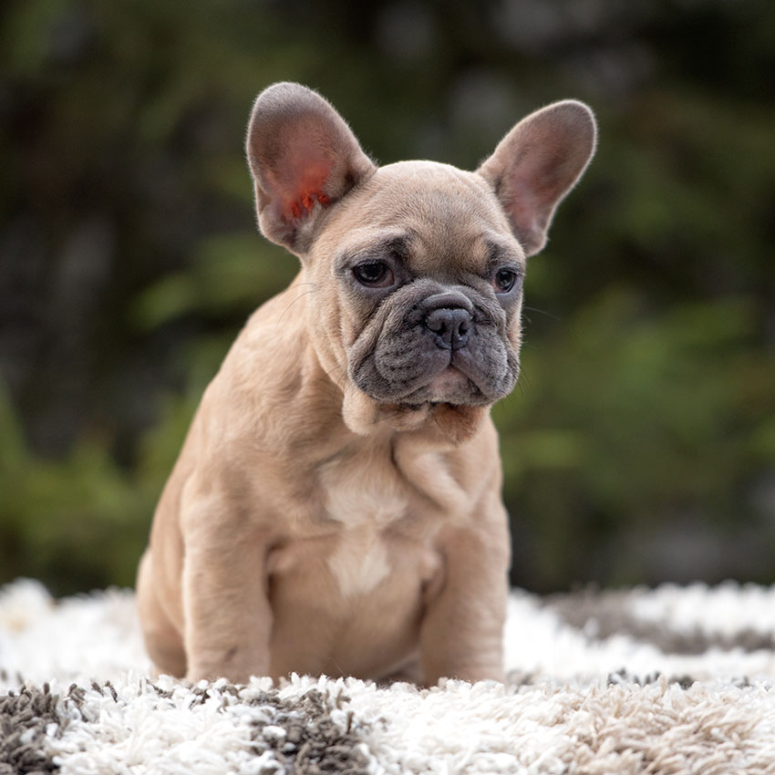 French Bulldog Puppies With Floppy Ears 6 252 French