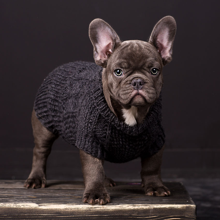 What Are The French Bulldog Colors? French Bulldog Breed