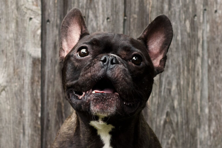 French Bulldog Aggression French Bulldog Breed Essentials Shop & Learn
