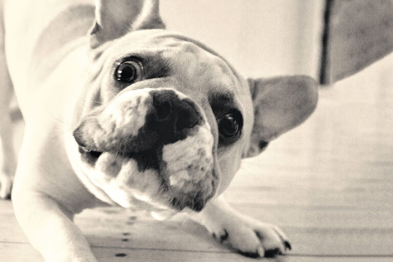 French Bulldog Aggression French Bulldog Breed Essentials Shop & Learn