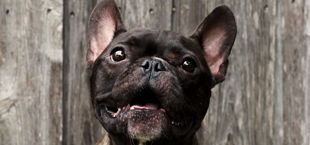 44 Best Photos French Bulldog Barking At Night - Why Do Dogs Bark At Night Petsafe Articles