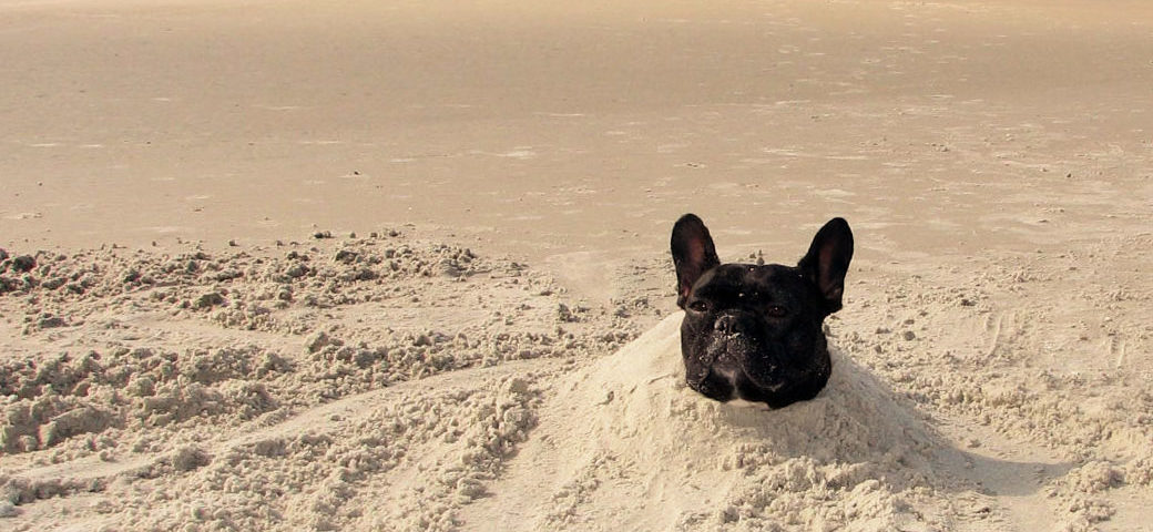 French Bulldog and hot weather