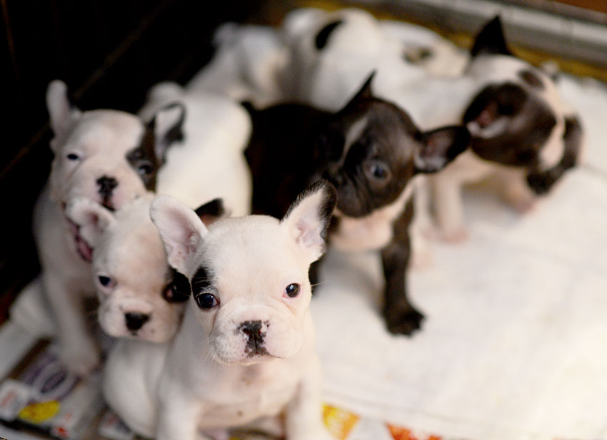 French Bulldog breeding - what it really looks like 1