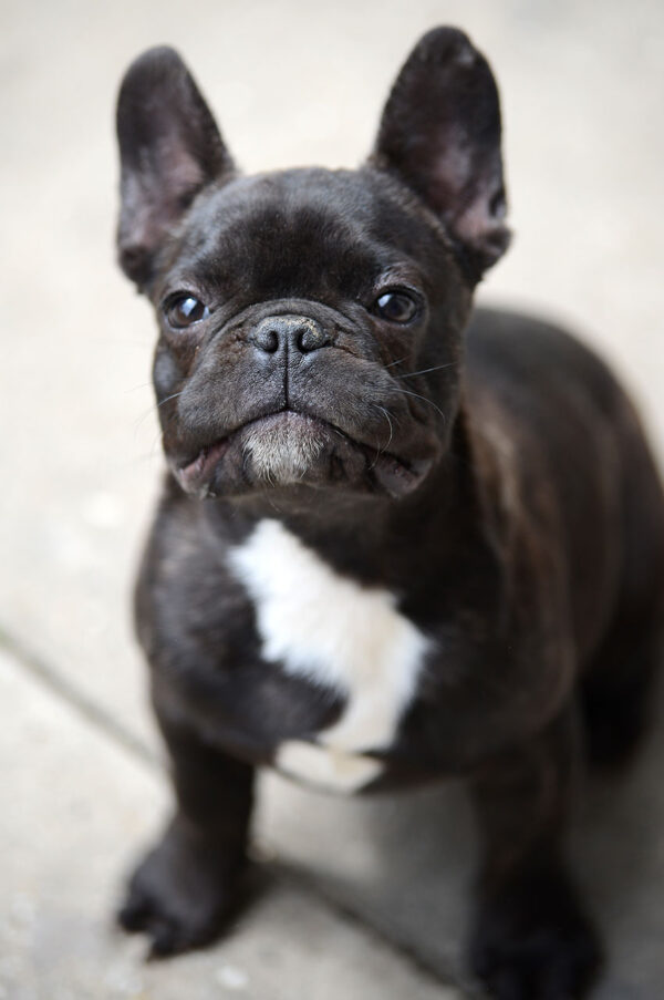 French Bulldog Breeding - What It Really Looks Like - French Bulldog ...