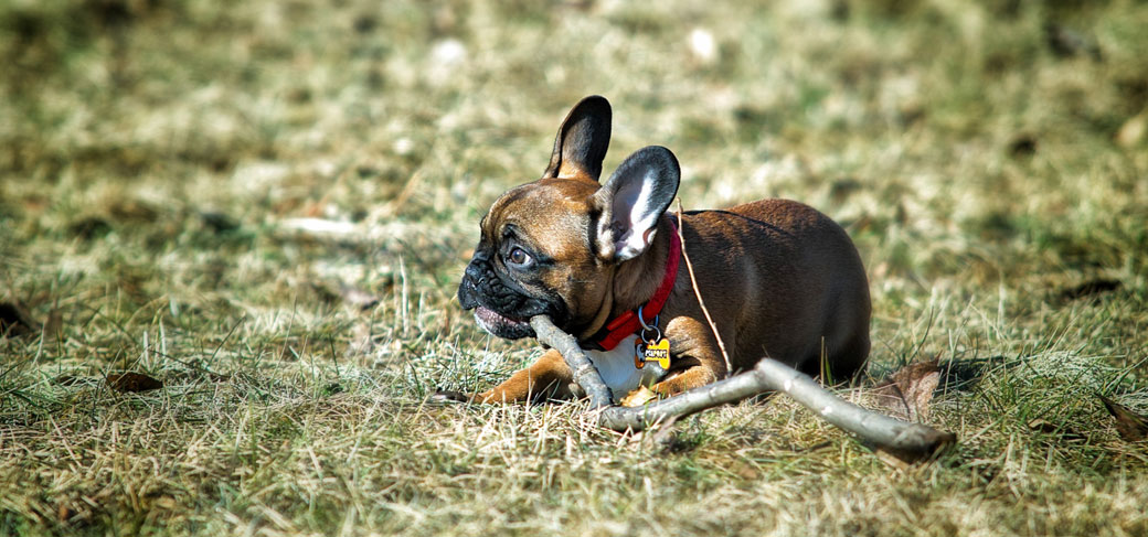 French Bulldog chewing habits