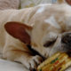 French Bulldog diet and nutrition