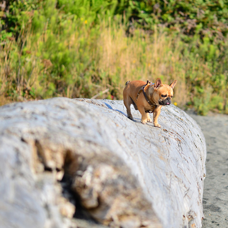 French Bulldog exercise needs 1
