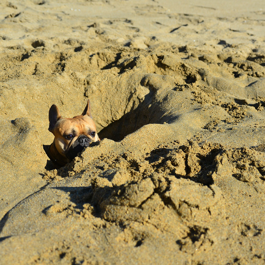 French Bulldog exercise needs 2