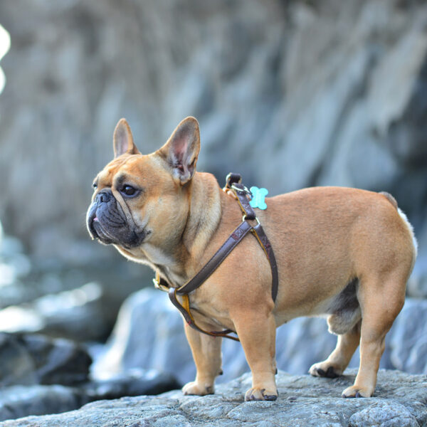 French Bulldog history French Bulldog Breed