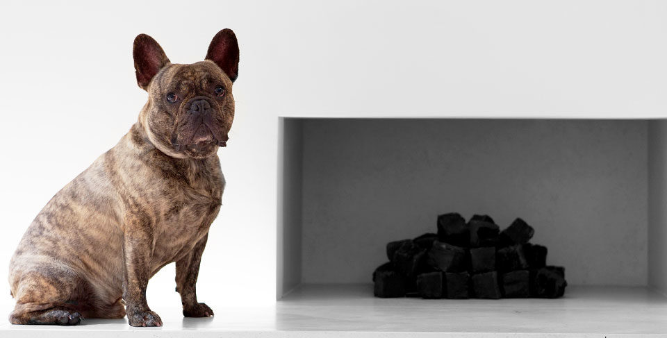 French Bulldog in the house – how they get along with kids and other animals