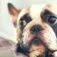 French Bulldog pros and cons
