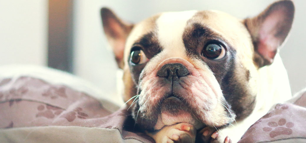 French Bulldog pros and cons