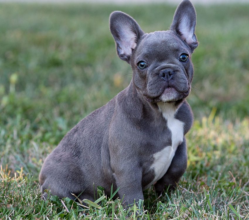 The magnificent appeal of rare Blue French Bulldogs