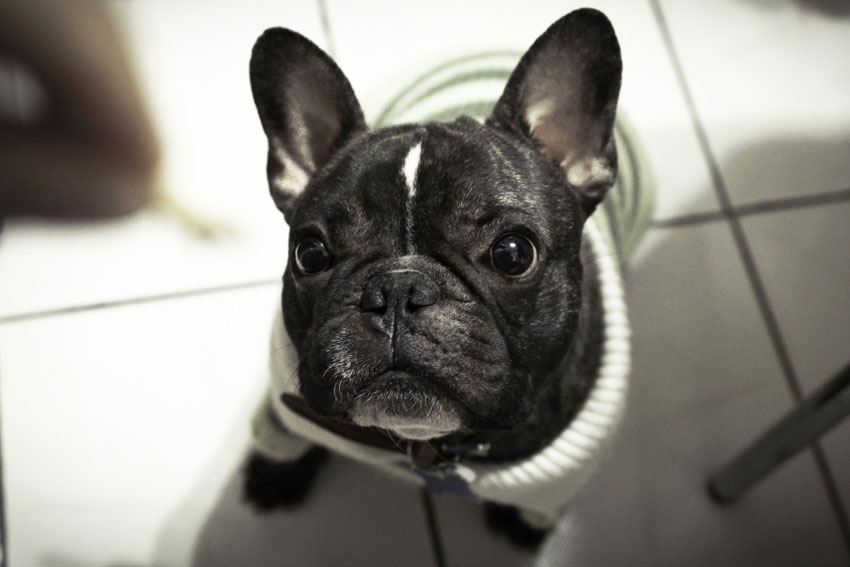 Fun facts about French Bulldog 1