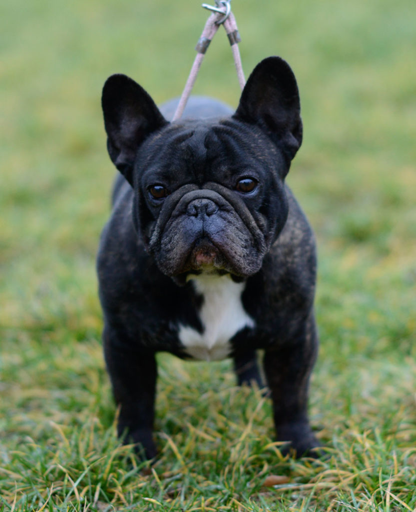 French Bulldog Shedding This Is The Solution French