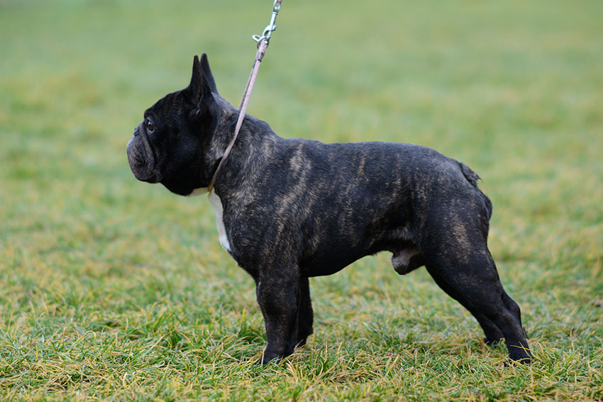 Gombler du Fleur De Vanille 1