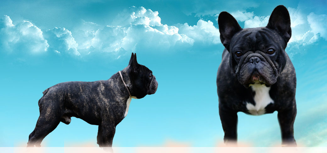 Gombler du Fleur De Vanille