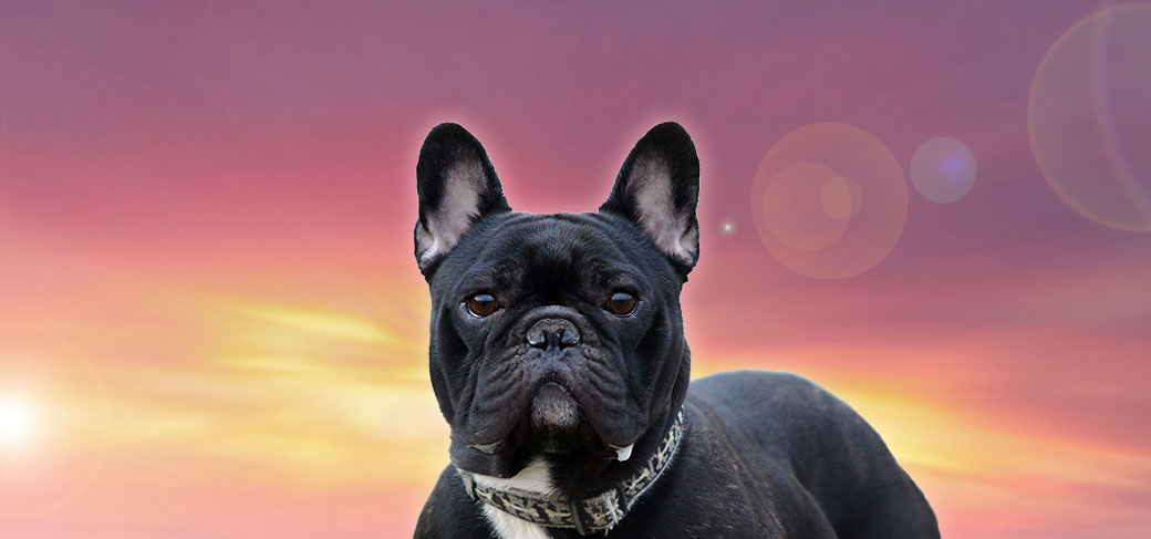 Guido du Fleur De Vanille