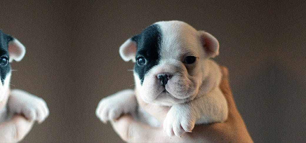 Guido x Crystal Ball litter