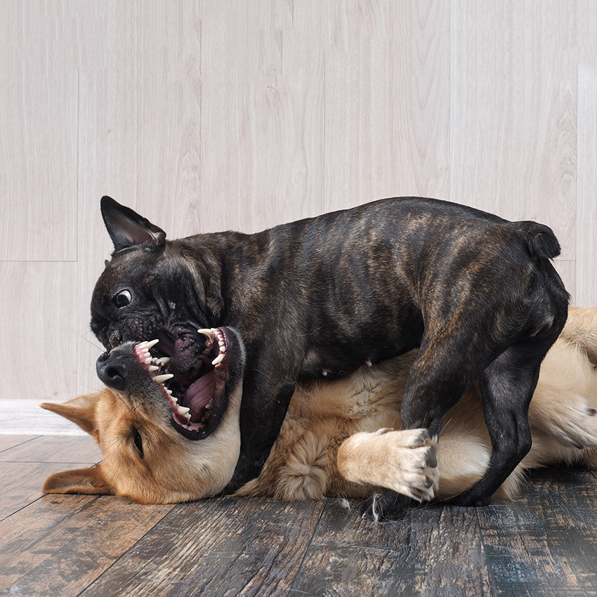 How To Eliminate Frenchie Aggression French Bulldog Breed