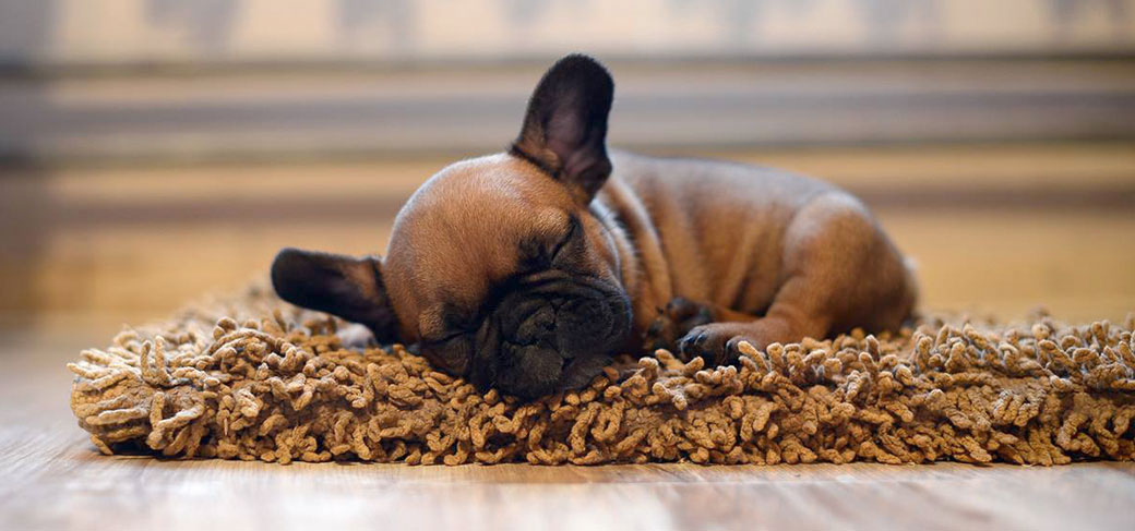 How to potty train your French Bulldog