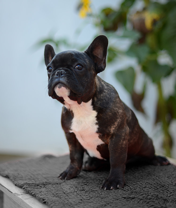 Where To Buy A French Bulldog Puppy In New York? Frenchie ...