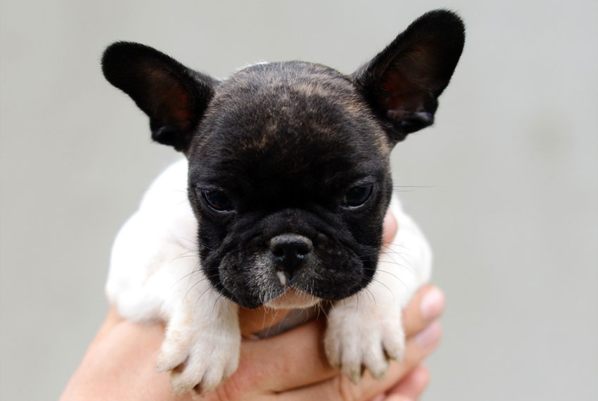 Octavio Del Makarti du Fleur De Vanille 1