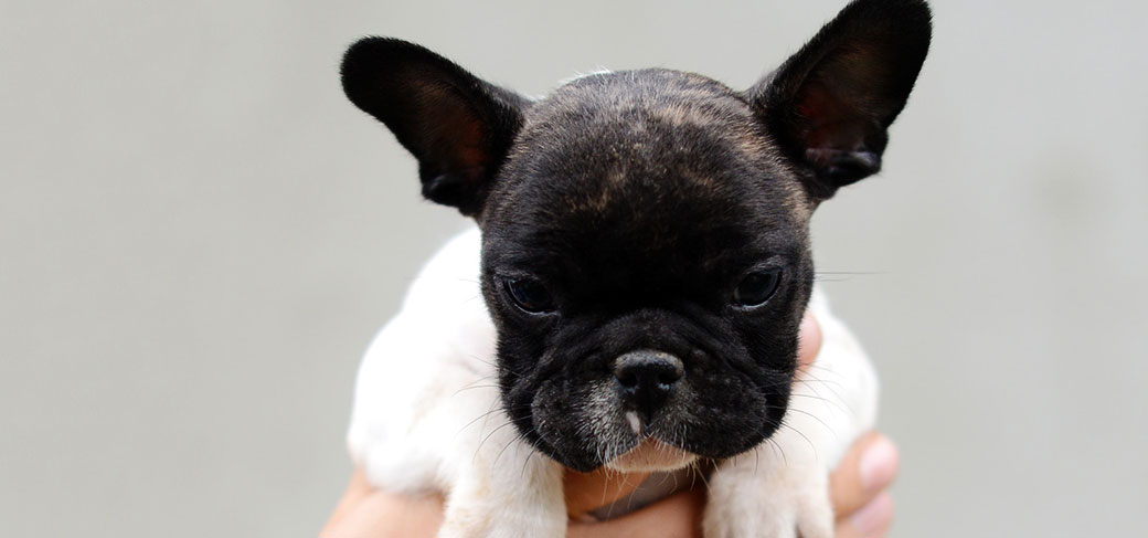 Octavio Del Makarti du Fleur De Vanille