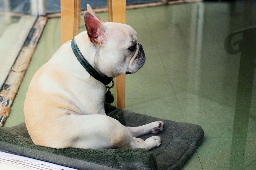 Tips to keep your French Bulldog’s coat shiny and healthy 1
