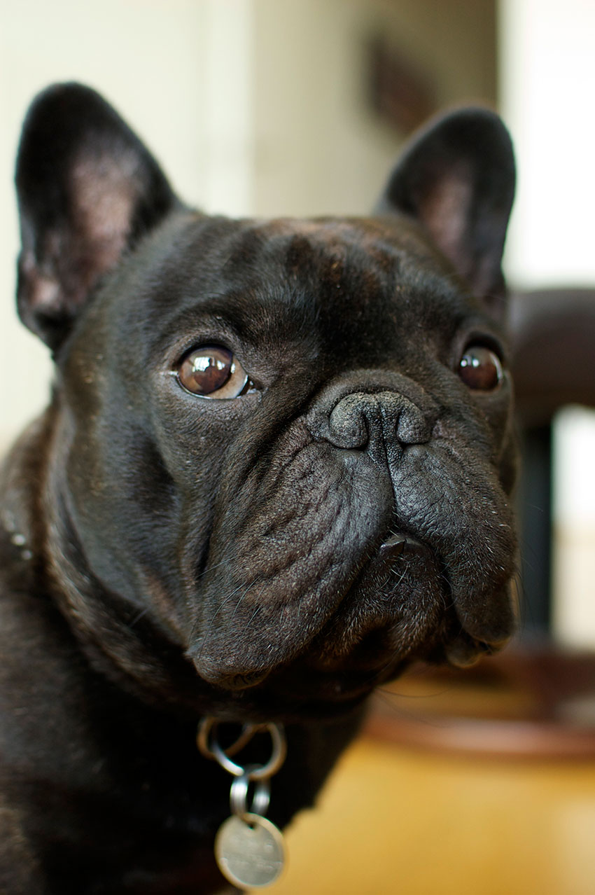 Tips to keep your French Bulldog’s coat shiny and healthy 2