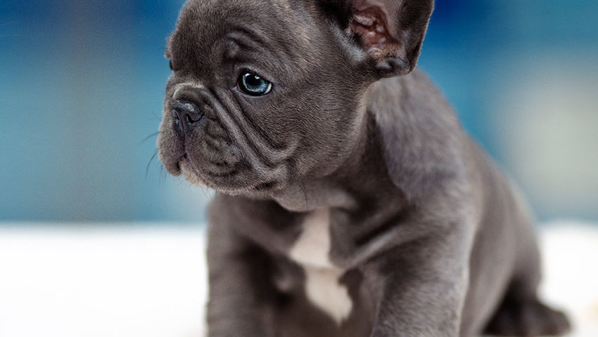 Ultimate Guide To French Bulldog Health and Care French