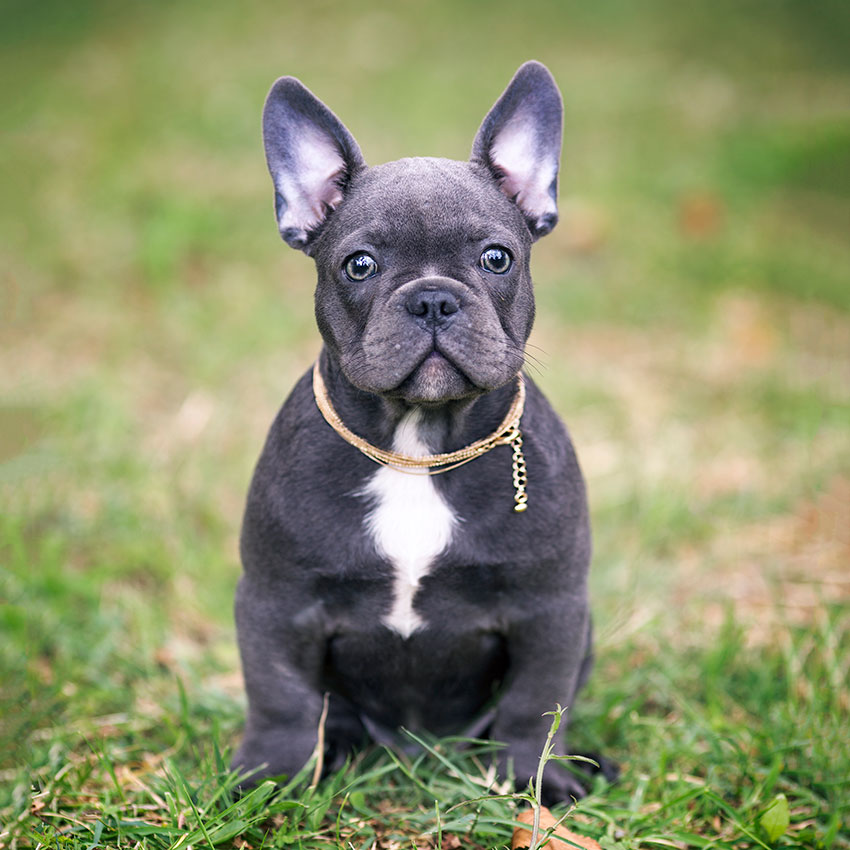 10 Best Harnesses for French Bulldog Body Type French