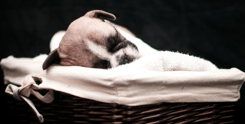 Why French Bulldogs puppies cost that much
