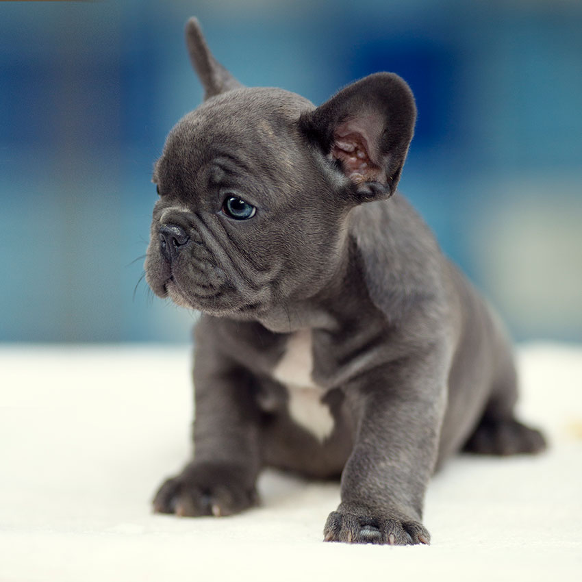 grey french bulldog puppy for sale